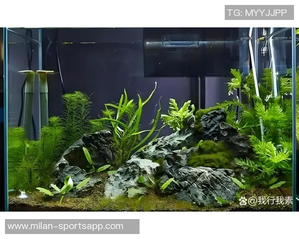 今日趣图：探讨鱼缸中的咸水鱼与淡水鱼共存的可能性与挑战